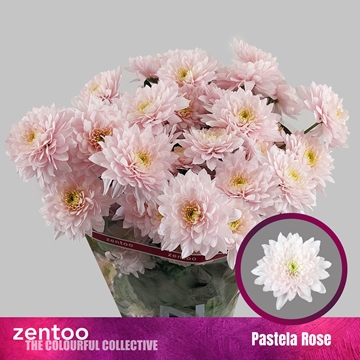 Chrys Spray Pastela Rose 75gram