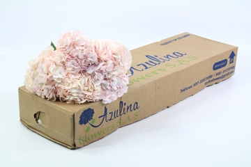 Hydrangea 60cm 16Ø