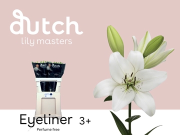 Lilium As Eyeliner 80cm 3/5bl