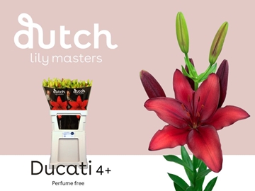 Lilium La Ducati 90cm 4/5bl