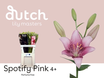 Lilium La Spotify Pink 90cm 4/5bl