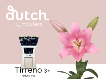 Lilium La Tirreno 80cm 3/5bl