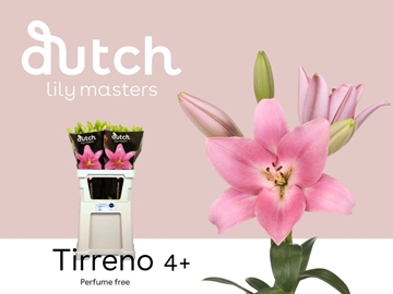 Lilium La Tirreno 90cm 4/5bl