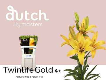 Li La Twinlife Gold 90cm 4/5bl