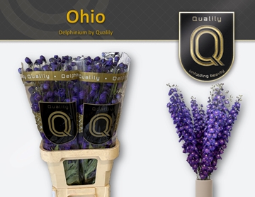 Delph Du Delp Ohio 90cm