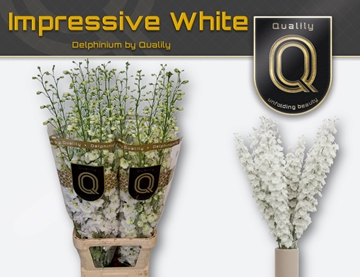 Delphinium El Dewi Impr White 110cm