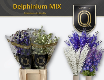 Delph Du Gem Fust 70cm