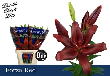Lilium La Forza Red 80cm 3/5bl