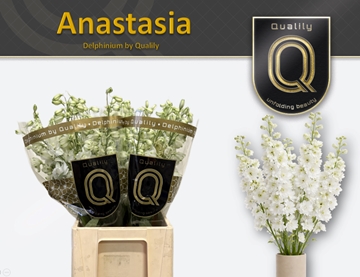 Delphinium Elatum Dewi Anastasia 70cm