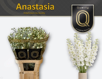Delphinium Elatum Dewi Anastasia 90cm