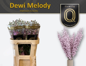 Delph Du Dew Melody 80cm