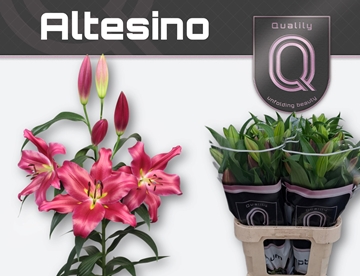 Li Ot Altesino 80cm 2/4bl