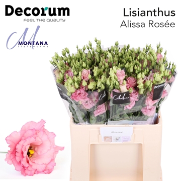 Lisianthus Double Alissa Rose Pi 60cm