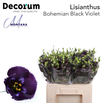 Lisianthus Single Bohemian Black Violet 60cm