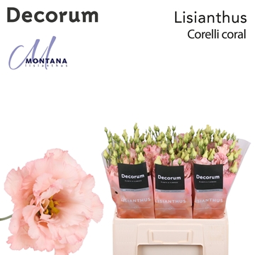 Lisianthus Double Corelli Coral 60cm