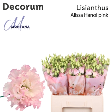 Lisianthus Double Alissa Pink 60cm