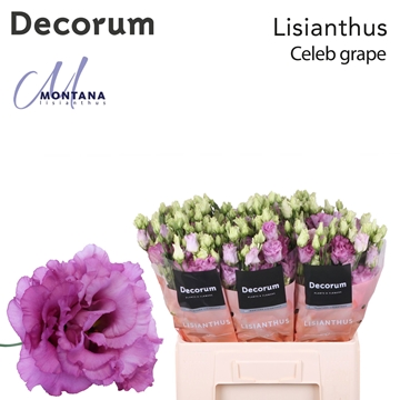 Lisianthus Double Celeb Grape 60cm
