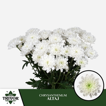 Chrysanthemum Spray Altaj 85gram
