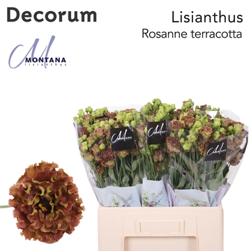 Lisianthus Double Light Terracotta 60cm