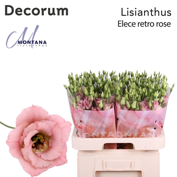 Eus G Ele Retro Rose 70cm