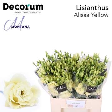 Lisianthus Double Alissa Yellow 60cm