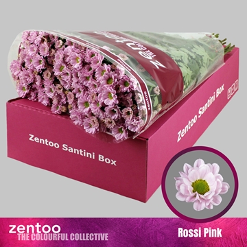Chrysanthemum Santini Rossi Pink