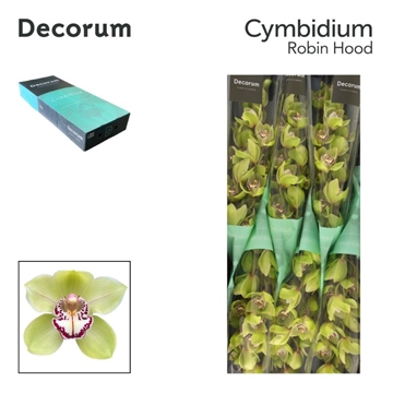 Cymbidium Robin Hood 60 Cm - 8/11bl