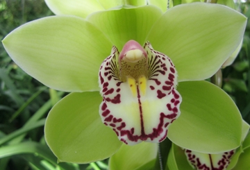 Cymbidium Robin Hood 60 Cm - 8/11bl