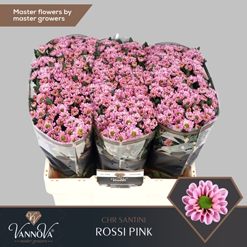 Chrysanthemum Santini Rossi Pink