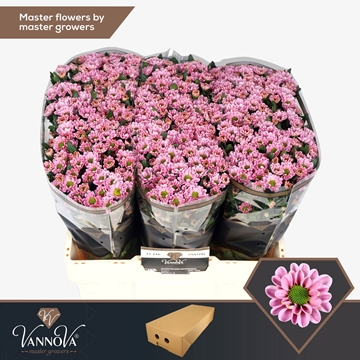 Chrysanthemum Santini Rossi Pink