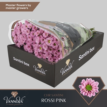Chrysanthemum Santini Rossi Pink