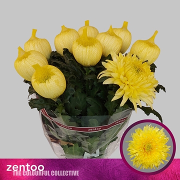 Chrys G Magnum Yellow 70cm 100gram