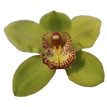 Cymbidium Melissa 60 Cm - 8/11bl