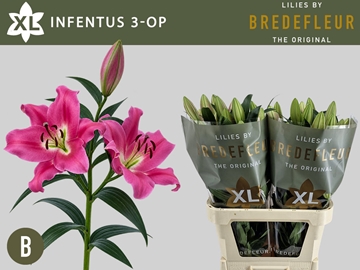 Li Ot Infentus 90cm 3/5bl