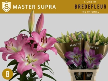 Lilium Ot Master 100cm 5/7bl