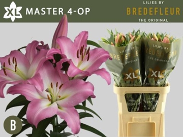 Lilium Ot Master 100cm 4/5bl