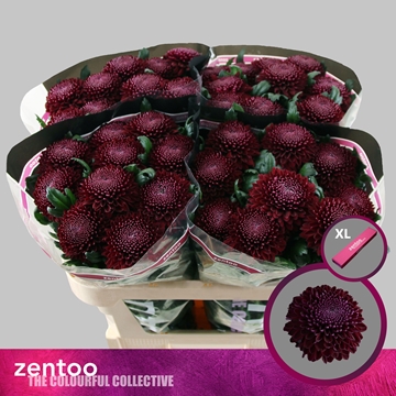 Chrysant Single Poker 70cm 75gram