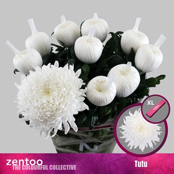 Chr G Tutu 70cm 100gram