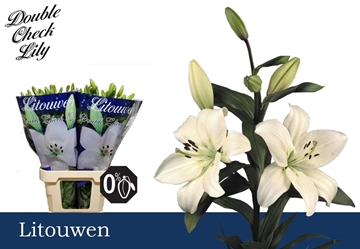 Lilium La Litouwen 80cm 3/5bl