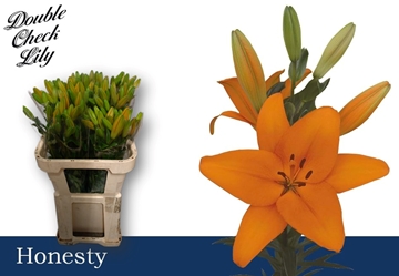 Lilium La Honesty 70cm 2/4bl