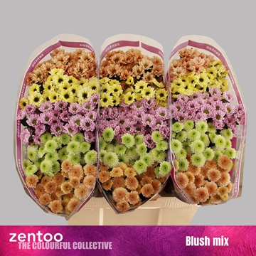 Chrysanthemum Santini Rainbow