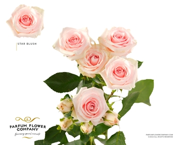 Rosa Spr 70cm