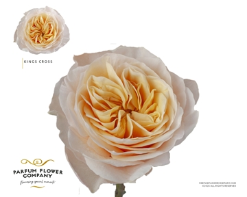 Rosa 70cm