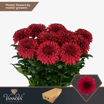 Chrys Single Lamira Red 70cm 85gram