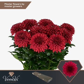 Chrys Single Lamira Red 70cm 85gram