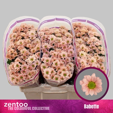 Chrysanthemum Santini Babette
