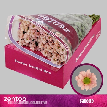 Chrysanthemum Santini Babette