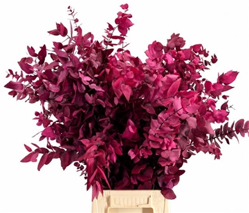 Eucalyptus Leaves Bnch 70cm 150gram