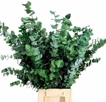 Eucalyptus Leaves Bnch 70cm 150gram