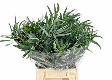 Eucalyptus Bnch Nicholii 50cm 150gram